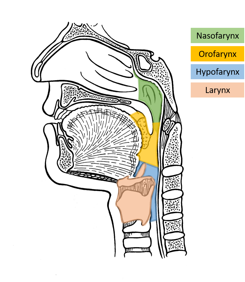 Fysiologie en pathologie dr. Crins, NKOarts / Otoloog